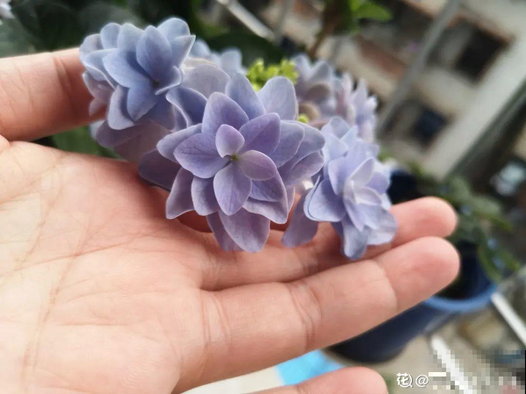 家里有这9种花,一定要冻一个月,才能开花更好看 家里有这9种花,一定要冻一个月,才能开花更好看