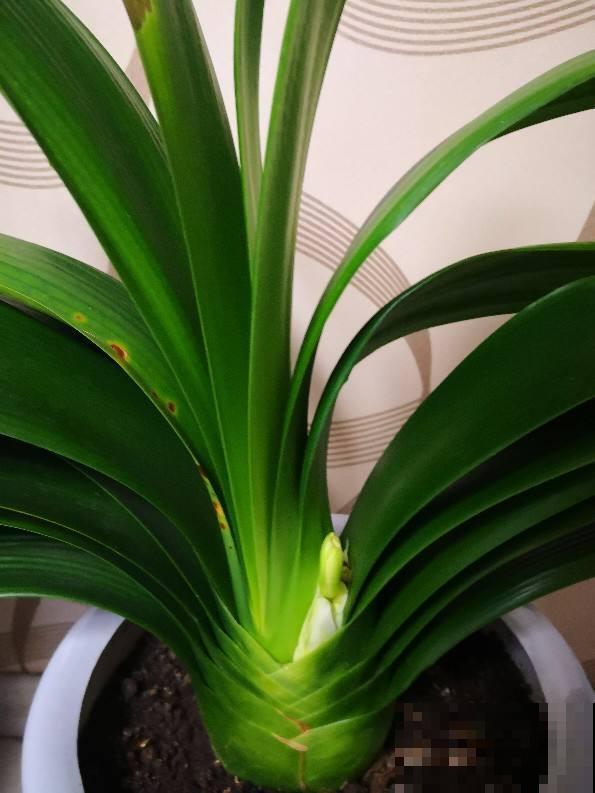 君子兰开花要符合三要素，少一个都开不了，赶紧看看符合几个