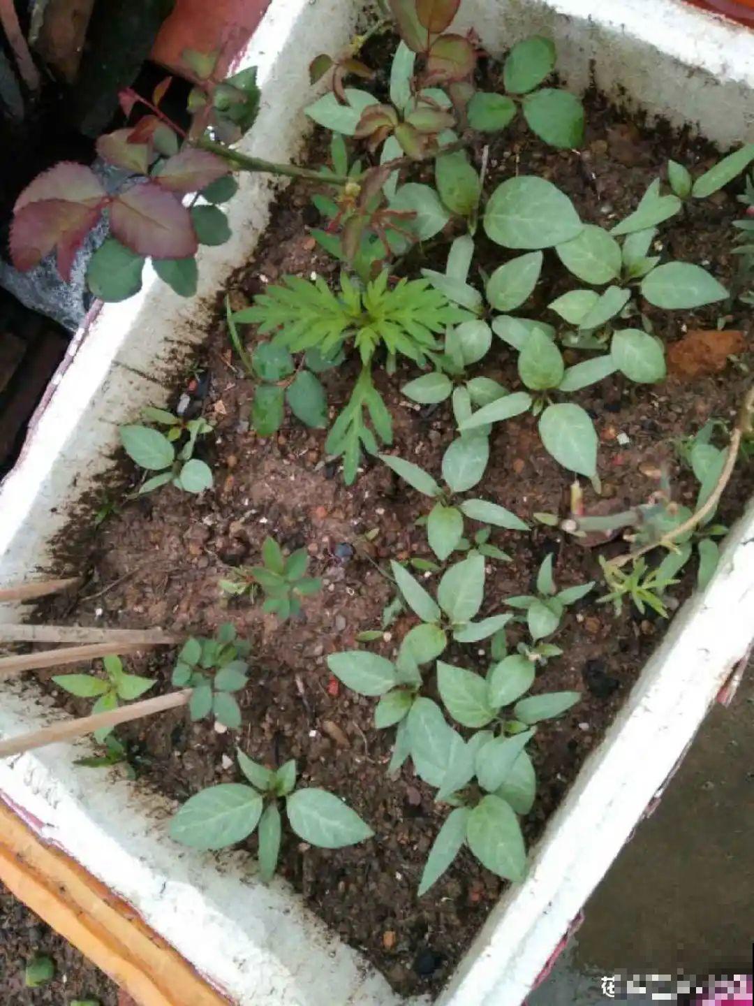 医院铁树结果，却被摘走30颗，园丁师傅吓坏了！