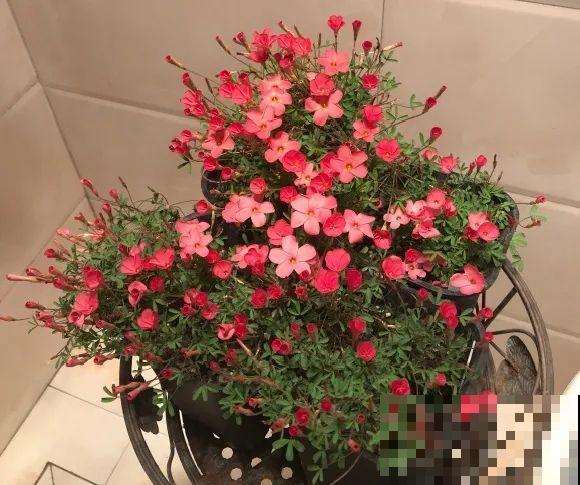 光照不好不要紧，浴霸照一照，花开爆盆！