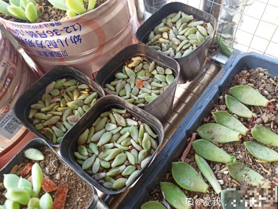 初春的多肉要撸叶子，重新扦插，能生好多盆