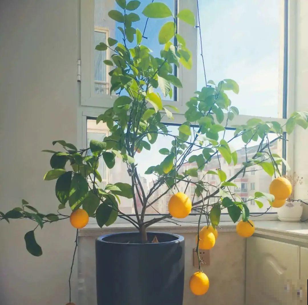 6种花净化空气效果好，放卧室特养人，睡得还香