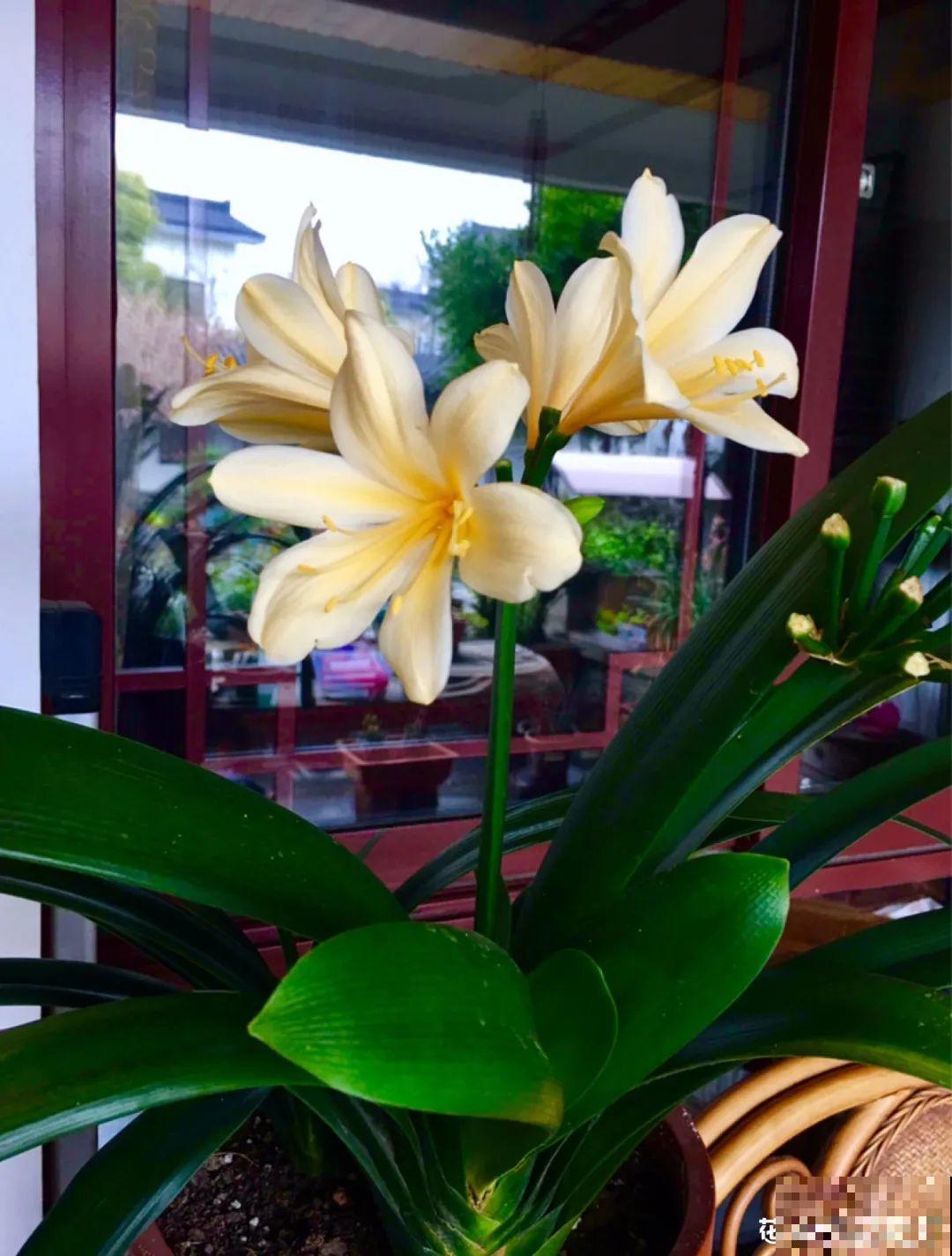 梦想有个院子，养花弄草，过舒心日子！