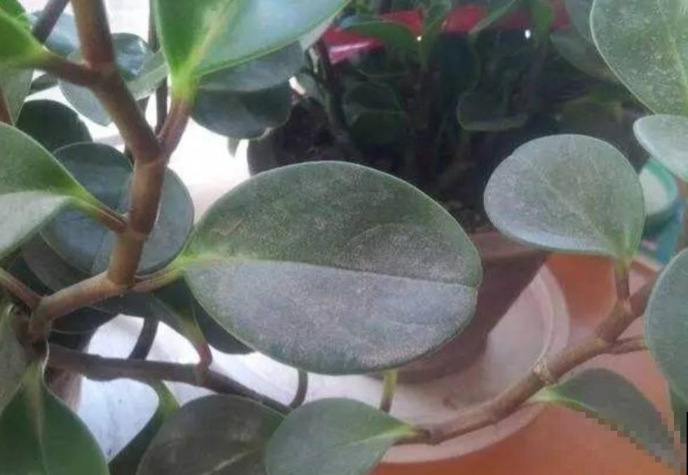 年前大扫除,别忘了给花卉也洗个澡,干净清爽又美观! 年前大扫除,别忘了给花卉也洗个澡,干净清爽又美观!