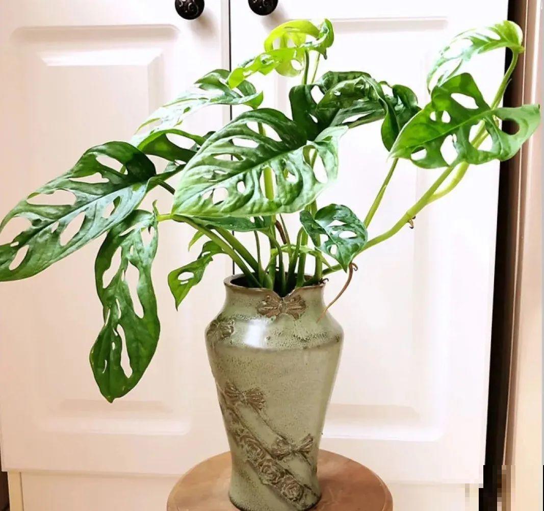 5度以下,常见的21种花必须断水,不然都烂根了 5度以下,常见的21种花必须断水,不然都烂根了