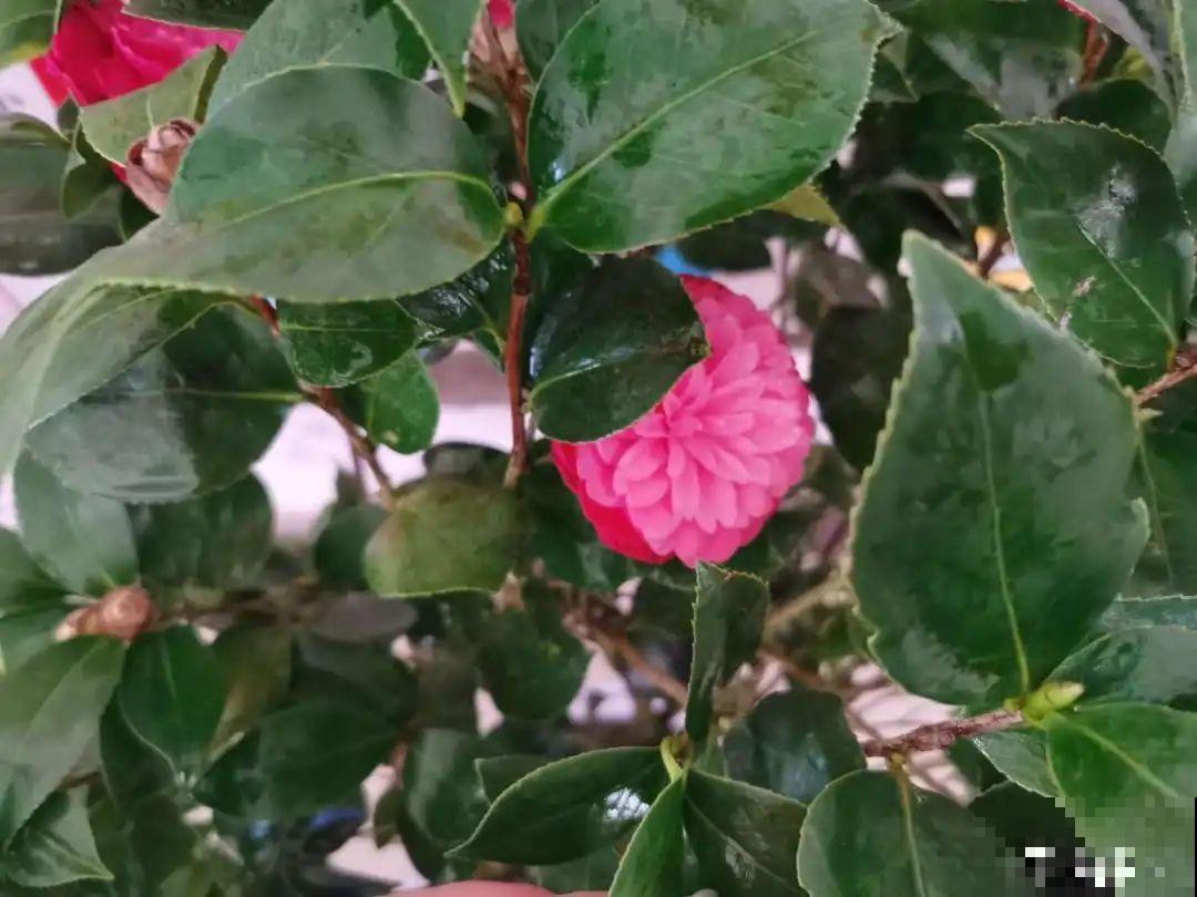 土里浇点果皮水，能维持土壤酸性，茉莉兰花开爆盆