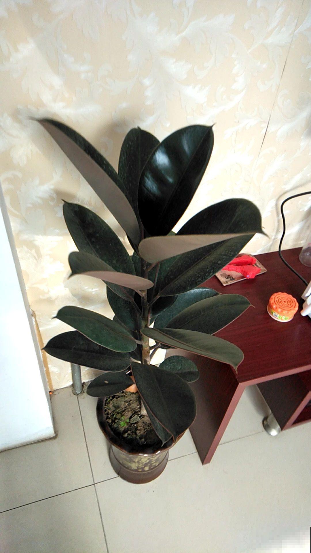 橡皮树突然开花，一定是有好兆头！