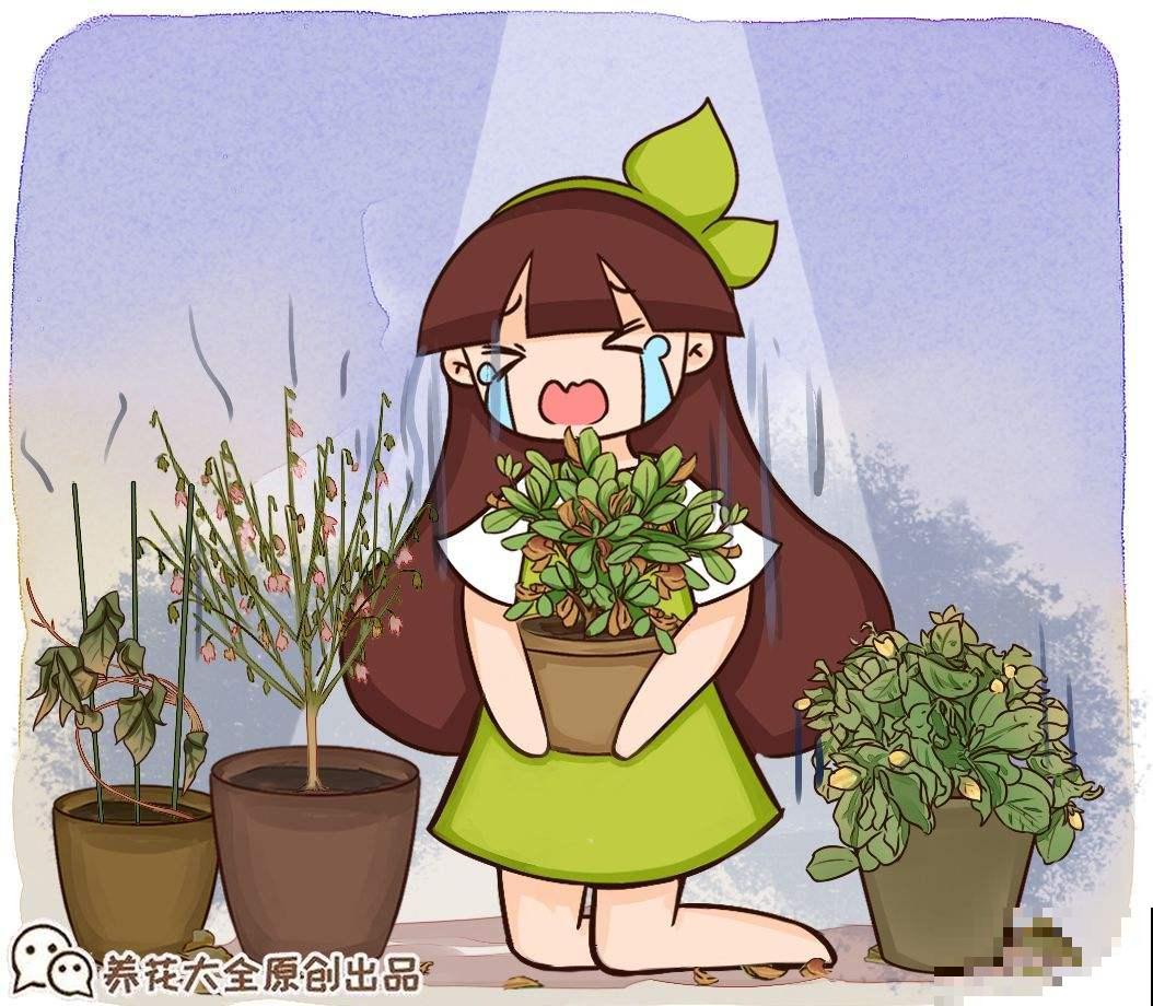 小木槿也是“开花机器”，4个细节把握好，平安过冬没压力！