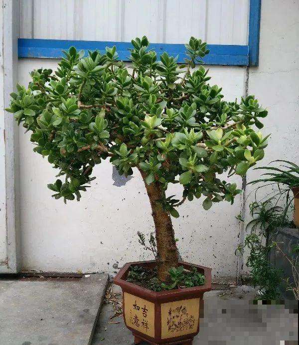 5度以下,常见的21种花必须断水,不然都烂根了 5度以下,常见的21种花必须断水,不然都烂根了