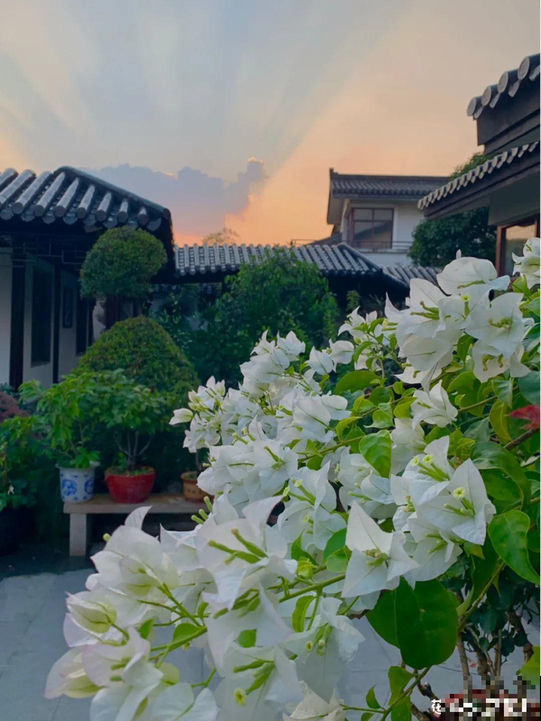 梦想有个院子，养花弄草，过舒心日子！