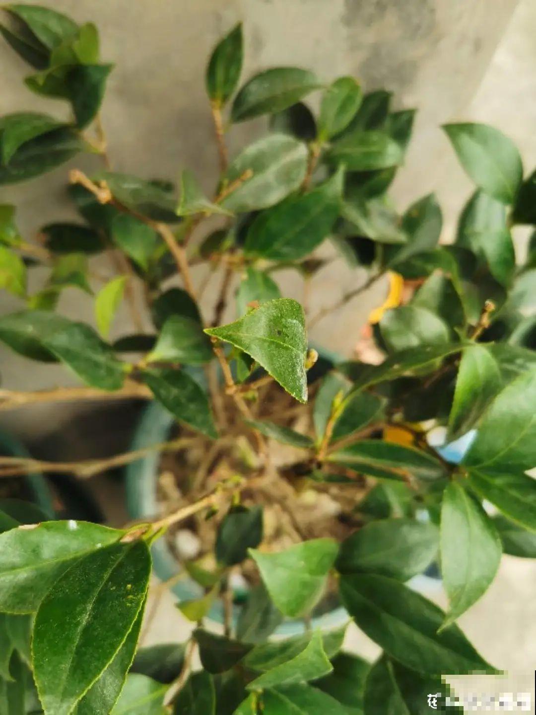 2月养花下狠手，剃光头、撸光叶，越狠越开花！