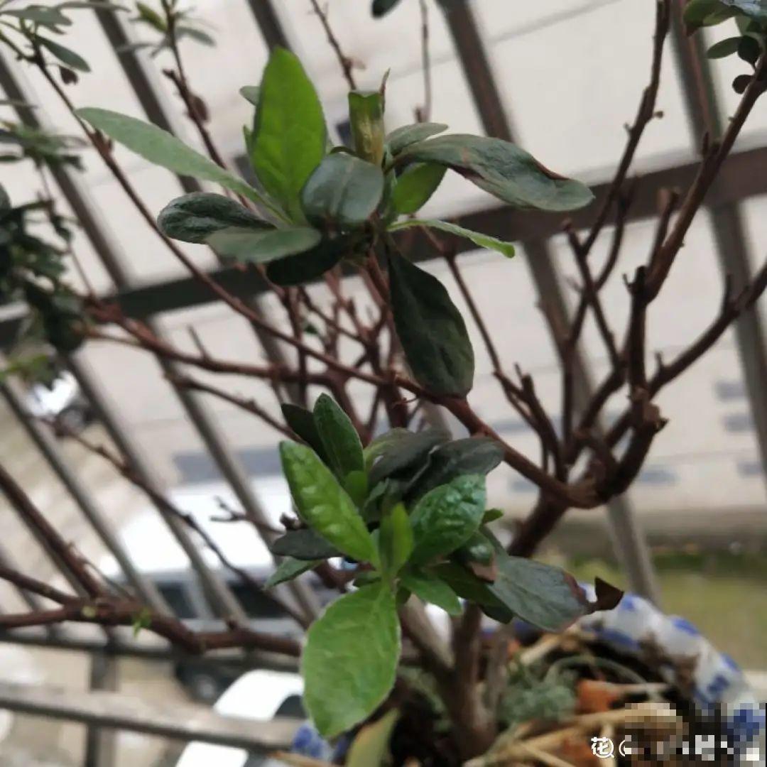 路边别人丢的大花盆，看着眼馋，好想捡回家