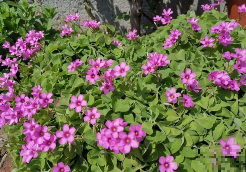 5种小野花,春天养护太美了,随便挖一颗回家吧! 5种小野花,春天养护太美了,随便挖一颗回家吧!