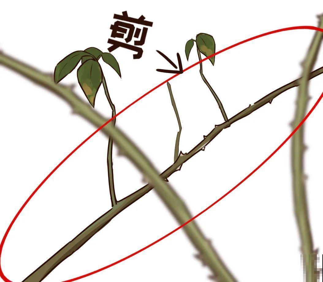 7种花，现在绝对不能剪，剪了一年不开花！