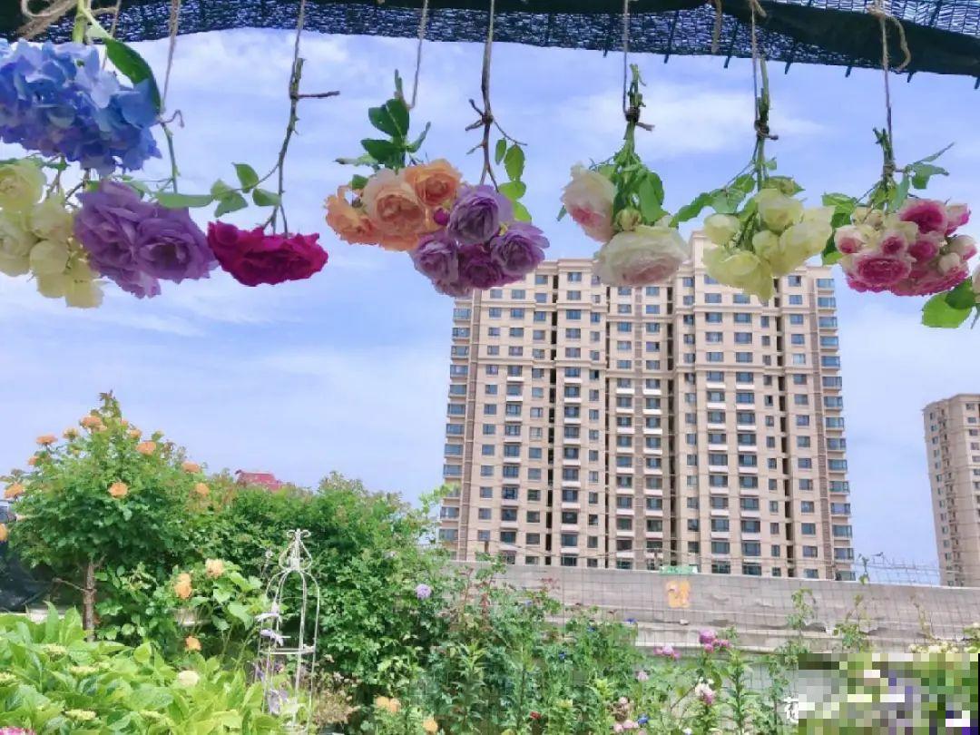 干花制作方法，学会了超实用，留住花儿美好
