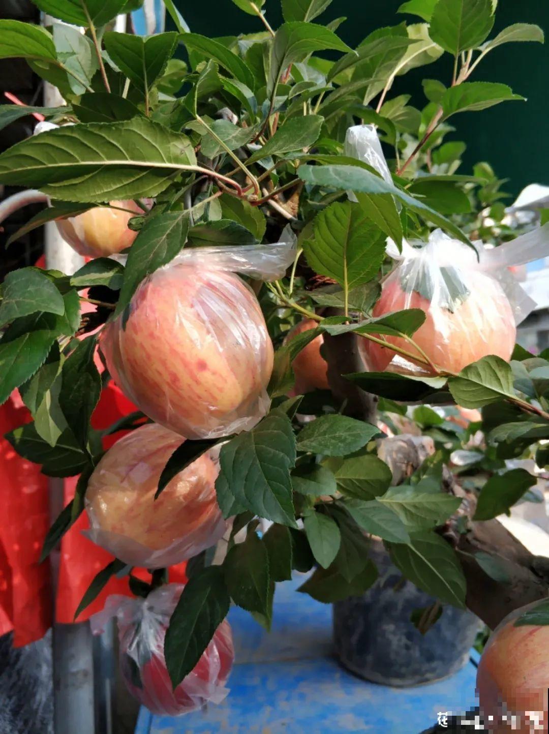 1盆苹果卖300块,为啥这么贵,难道是金苹果? 1盆苹果卖300块,为啥这么贵,难道是金苹果?