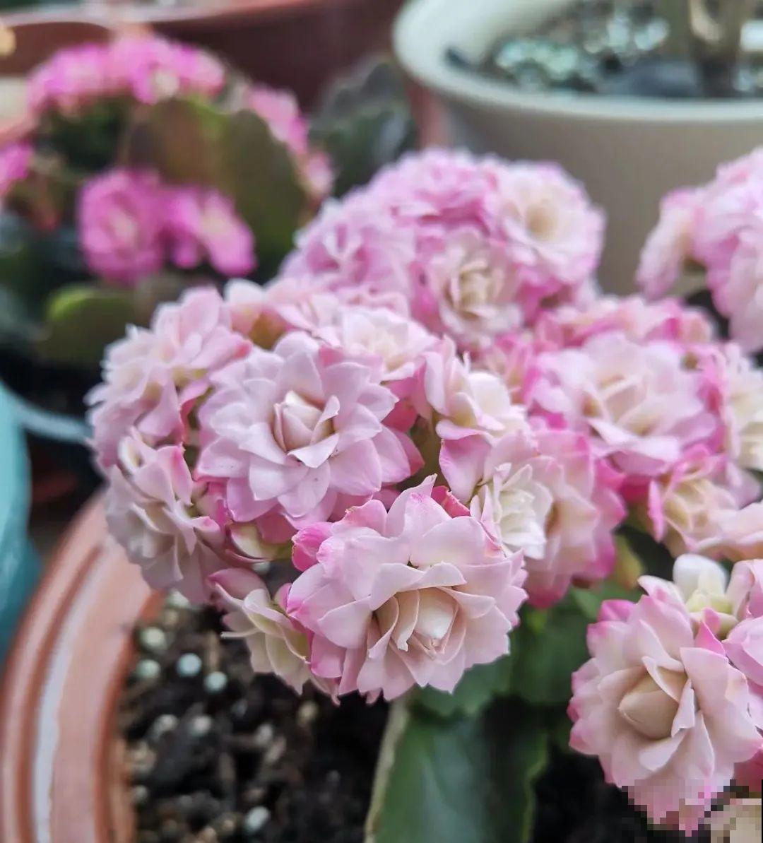 不同的花有不同的性格,你养的花,代表你是什么样的人? 不同的花有不同的性格,你养的花,代表你是什么样的人?