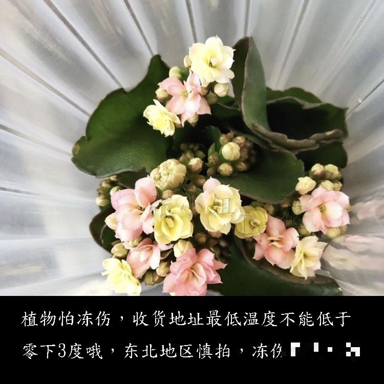 养花也讲究缘分，和花有缘的人，都有这5个特点