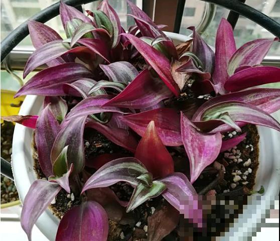 这5种花挂起来养,开花像瀑布,太美了! 这5种花挂起来养,开花像瀑布,太美了!