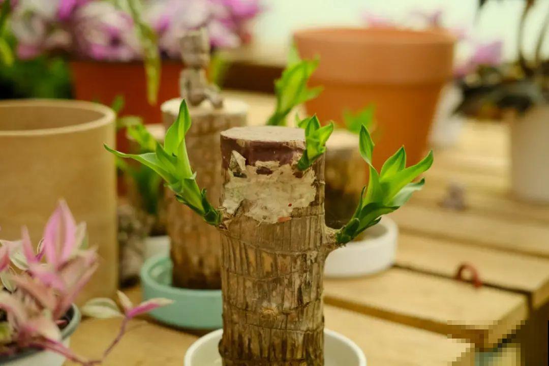 门口种了富贵竹，长到3米高，路过的都站着看！