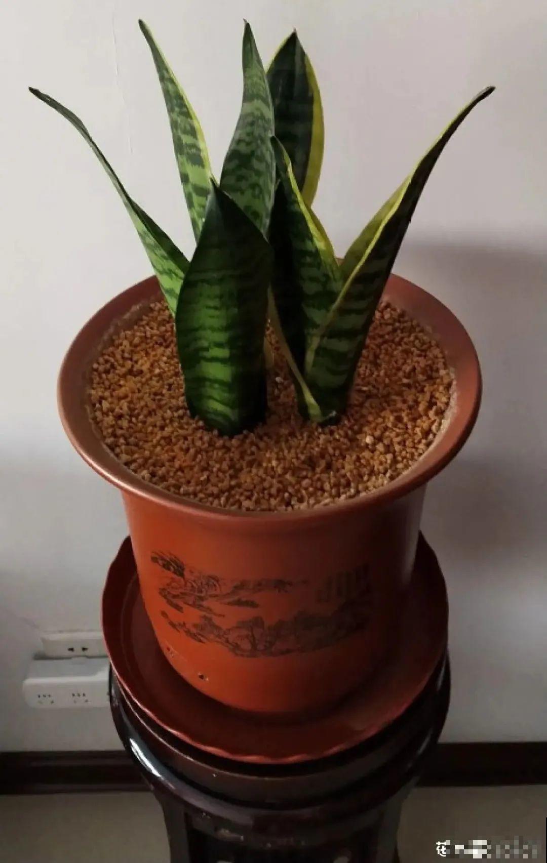 春天给花分株，1盆变成多盆，很快爆盆