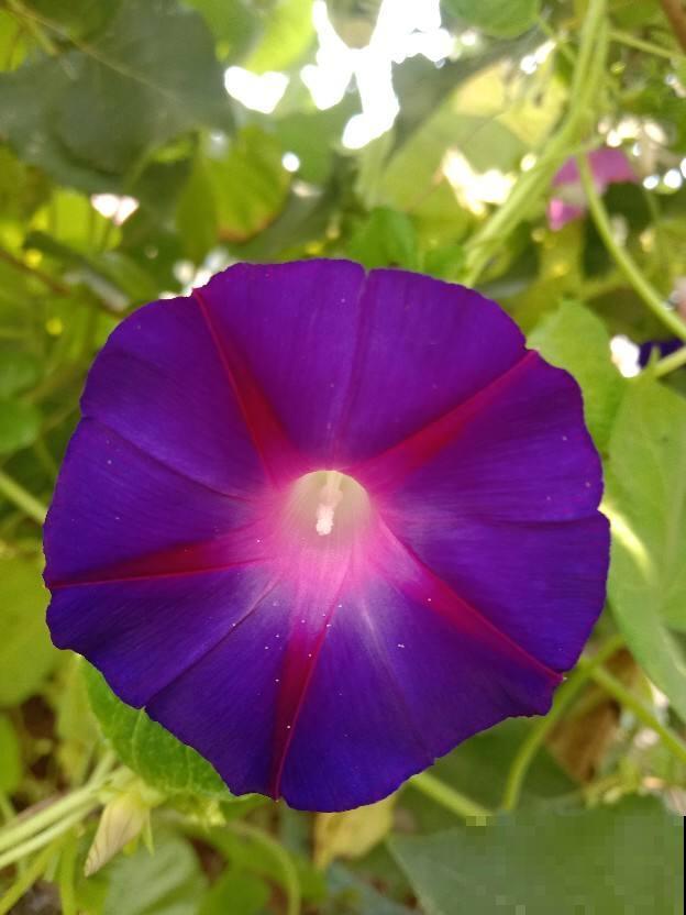 一天中时间不同，开花的植物也不同，太神奇了