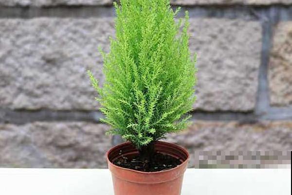 高颜值的香松，家里养上一盆，助眠效果超级好！