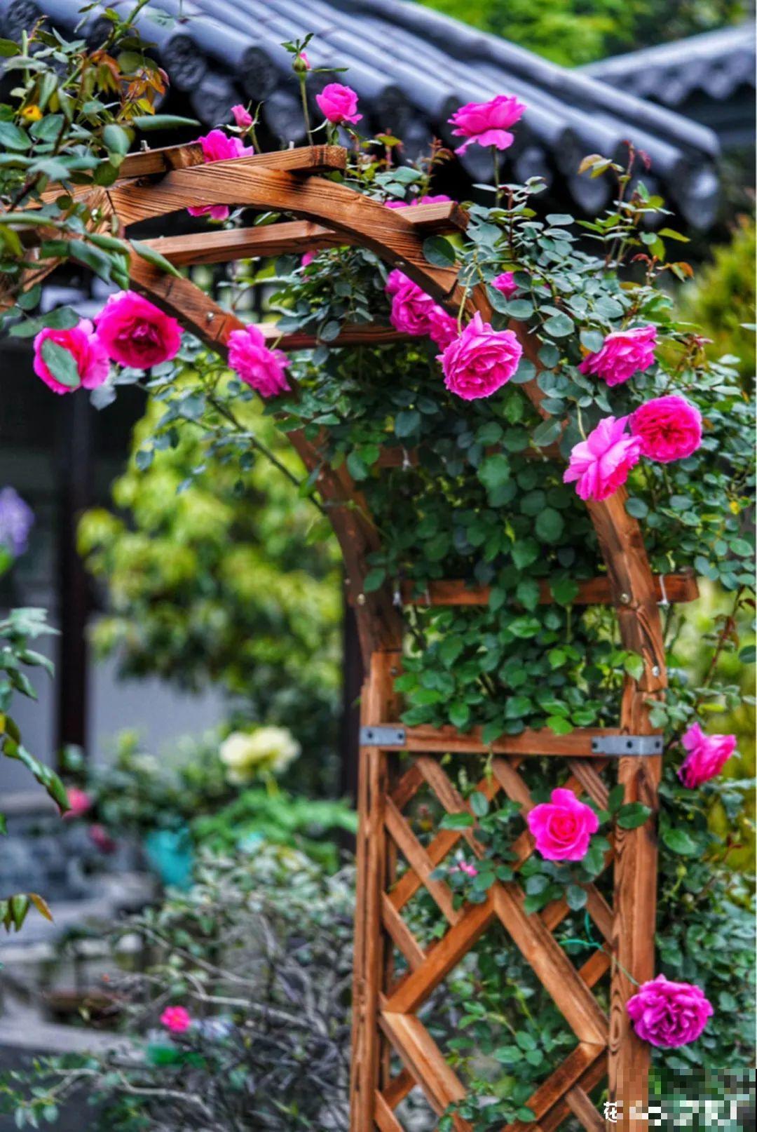 梦想有个院子，养花弄草，过舒心日子！