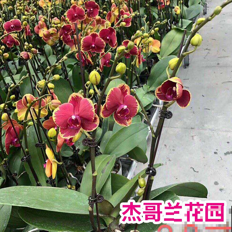 4款年宵花，要提前购买，再过一个月就贵了！