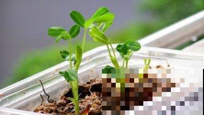 手把手教你在家种花生,学会再也不用买了,好吃又好看! 手把手教你在家种花生,学会再也不用买了,好吃又好看!