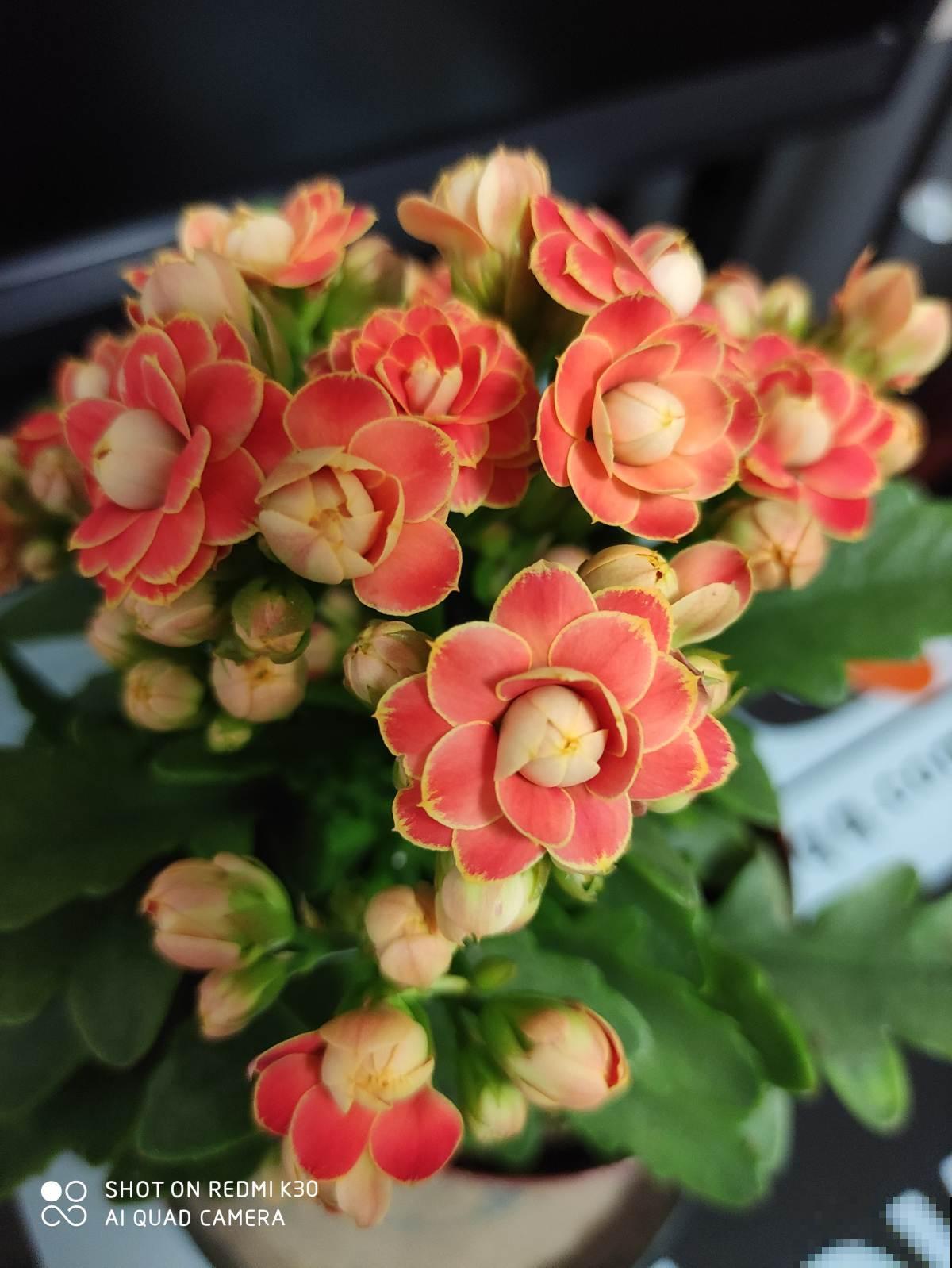 养花也讲究缘分，和花有缘的人，都有这5个特点