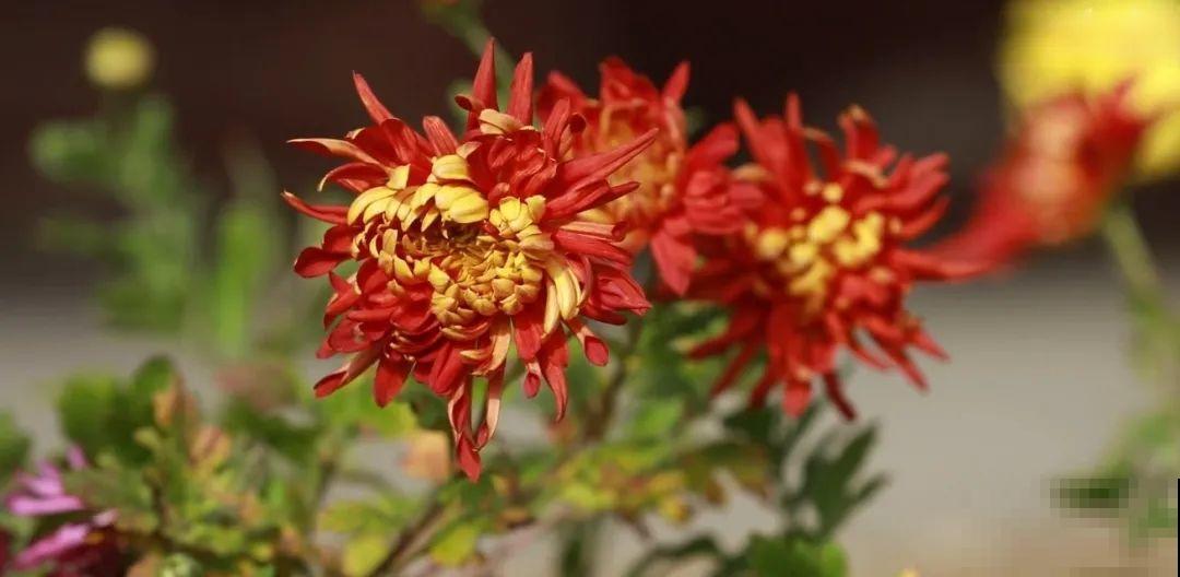 3年的时间，老院子变成大花园，过上塔莎奶奶一样的日子！