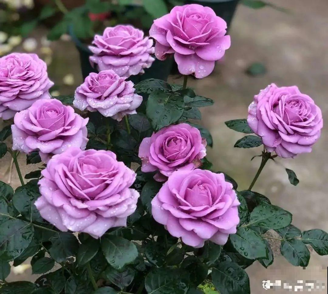 20种花春天开得正盛,花期长、容易爆花,虫害少! 20种花春天开得正盛,花期长、容易爆花,虫害少!