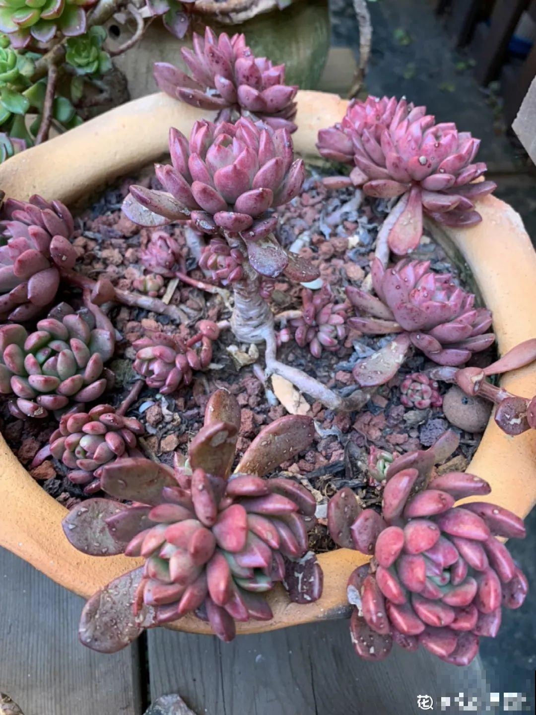 多肉老桩有多美，看着像是艺术品，造型超美