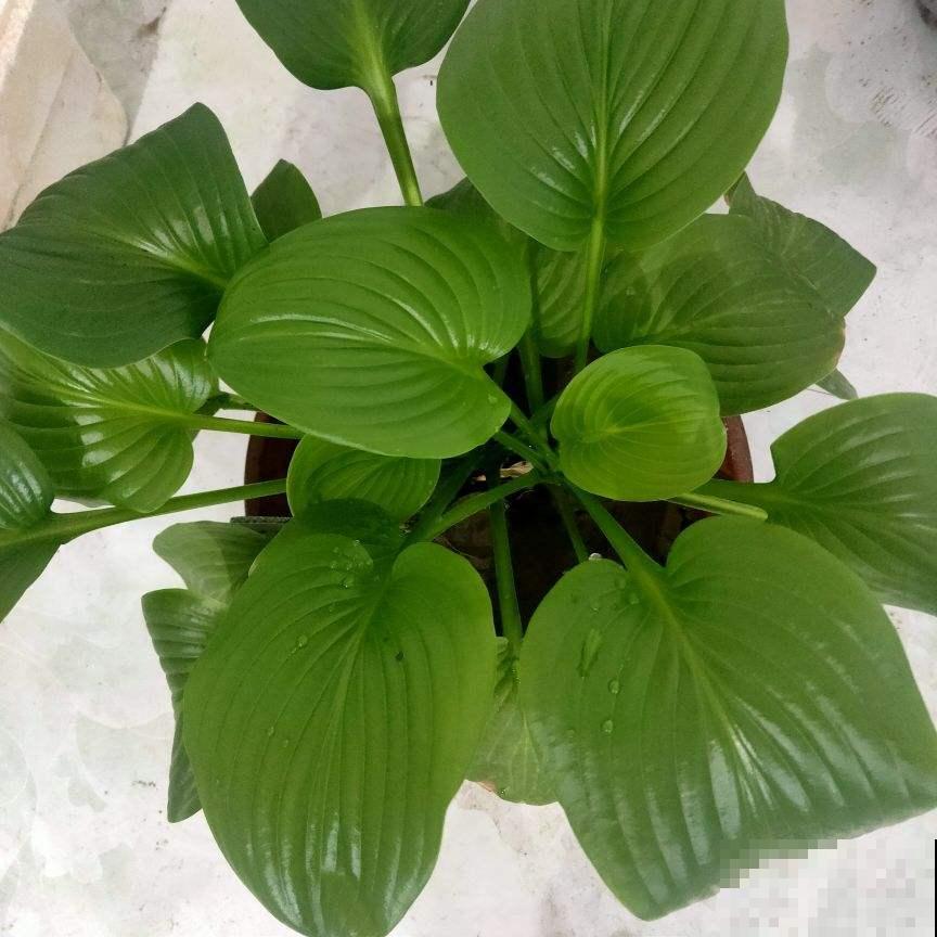 有院子要好好规划，赶上春天来之前，种花正合适