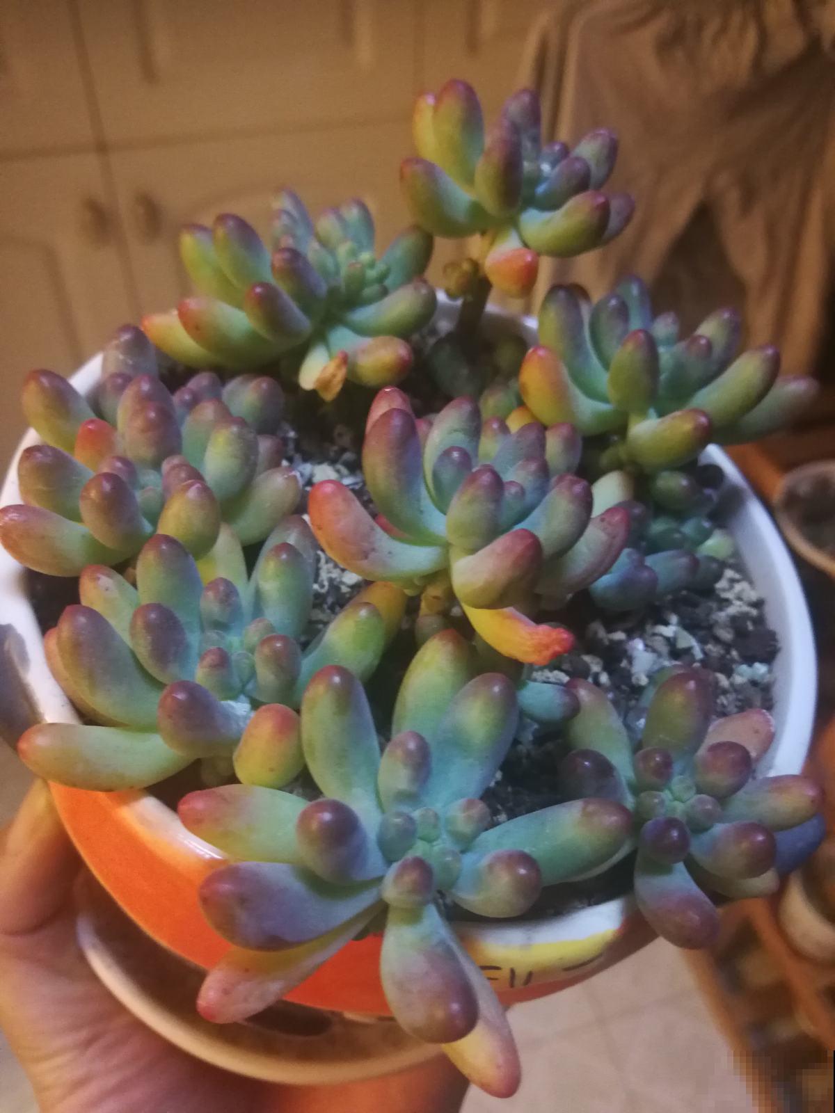 春天特受欢迎的多肉，超全的养护要点，看一遍就能学会