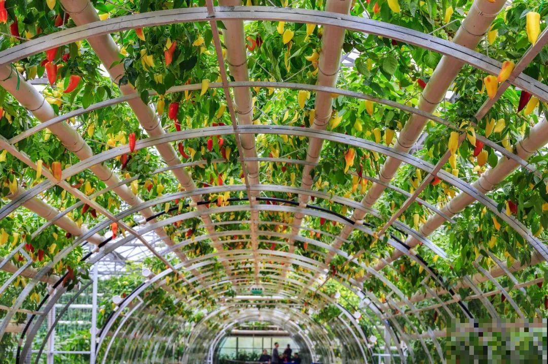 南瓜个头大的出奇，卖了2万8，比养猪还赚钱