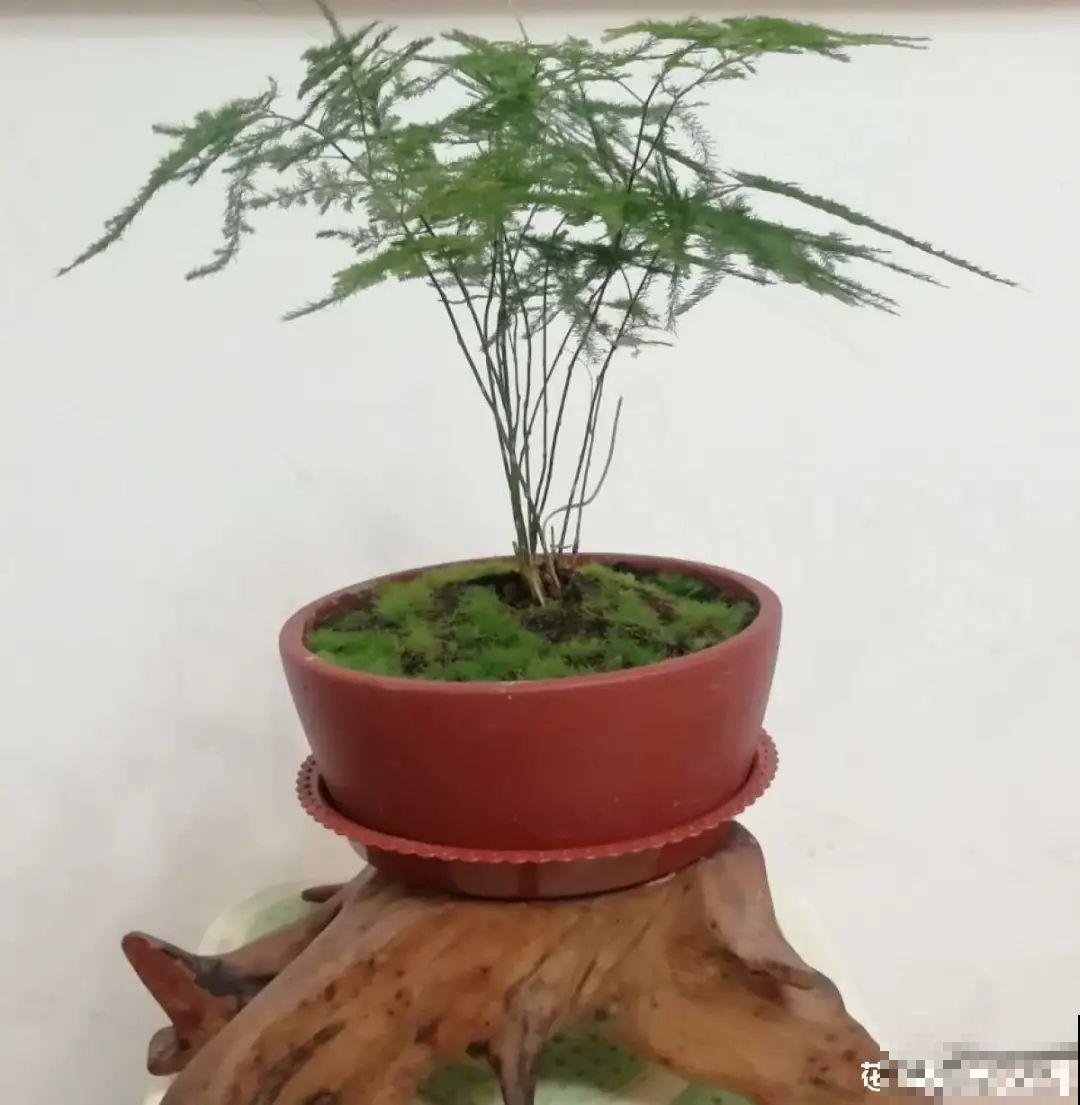 虎皮兰扒层土，嗖嗖冒芽，长得特旺