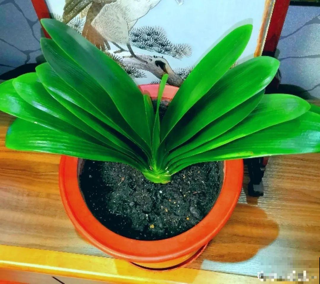 自制“增亮剂”，给花叶子擦一擦，亮的照人影