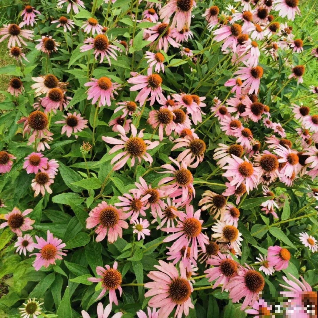 有院子的话，种这6种花，沾土就活一大片