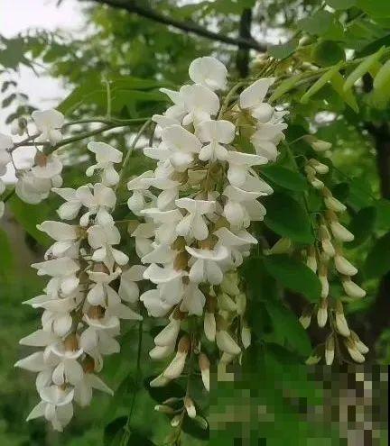 医院铁树结果，却被摘走30颗，园丁师傅吓坏了！