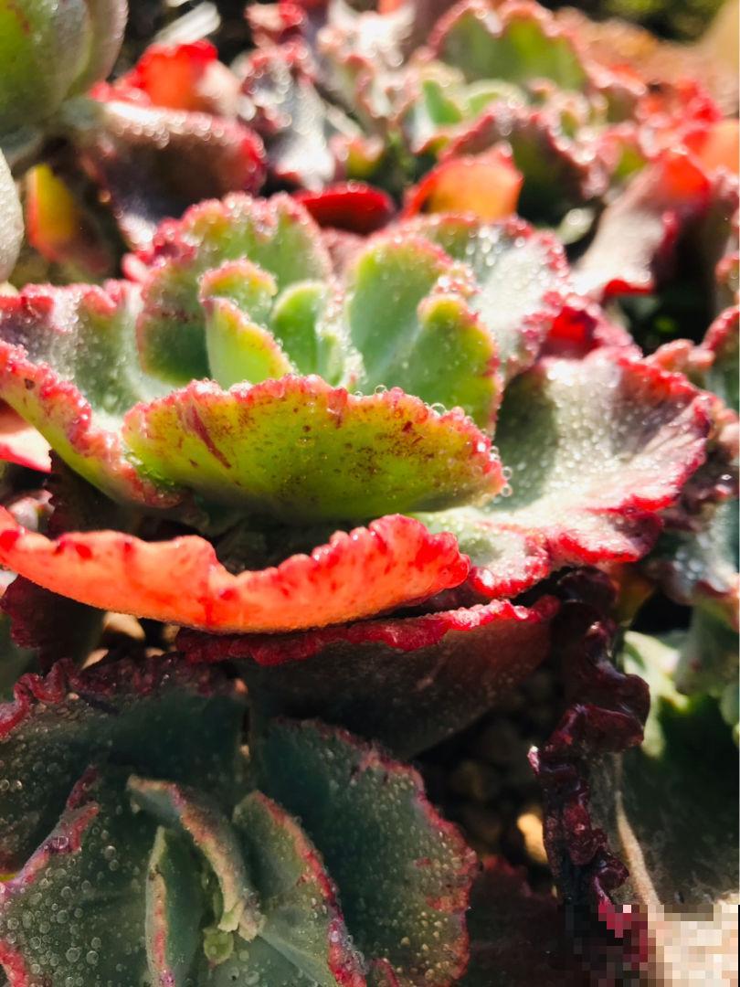 多肉盆面的彩色石子,竟然有这么多用处,幸亏没丢掉 多肉盆面的彩色石子,竟然有这么多用处,幸亏没丢掉