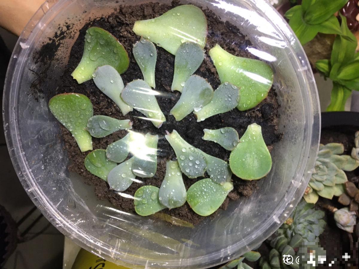 养多肉也有难处，亲身实践告诉你，掌握要点才能养好多肉