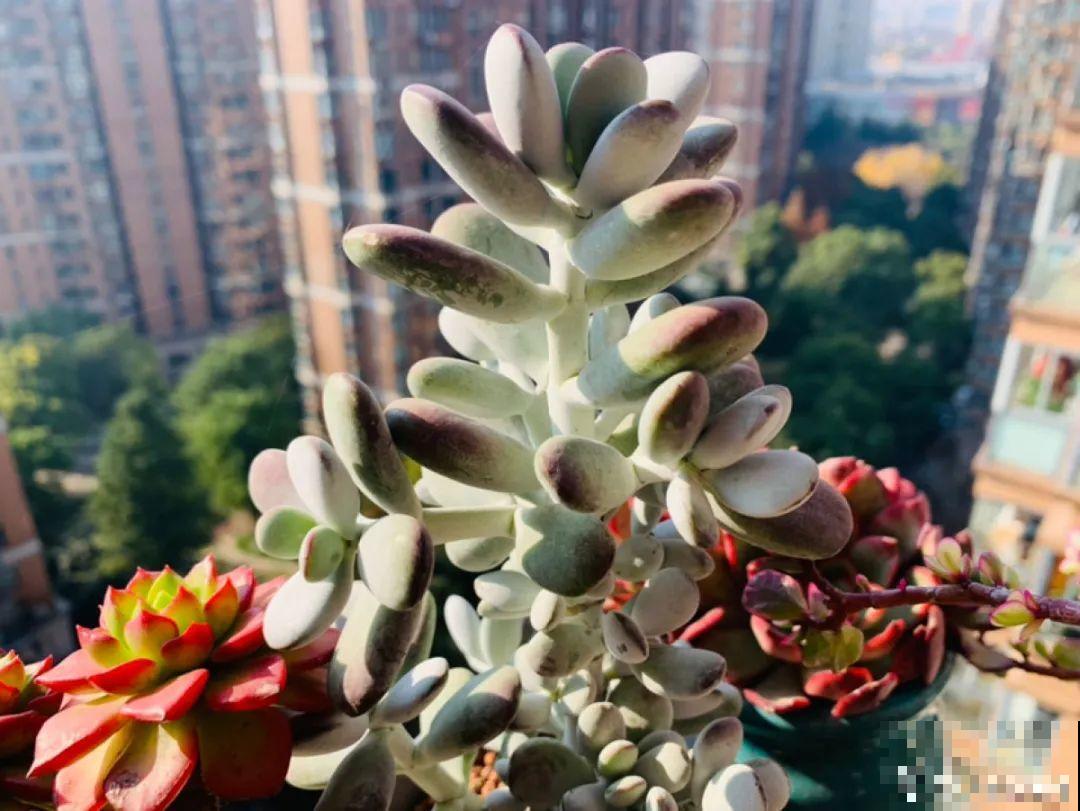 小阳台也能养多肉，一尺一寸，都是繁华！