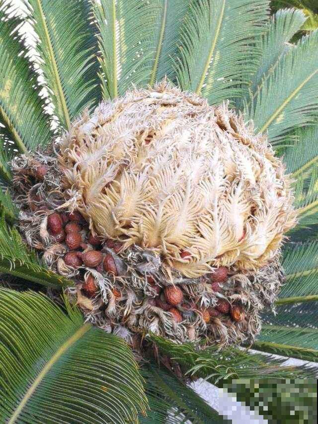 橡皮树也能开花？听说开花有好兆头，真是长见识了