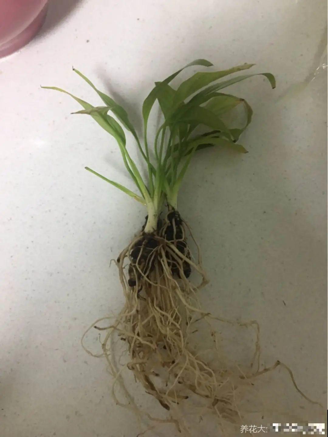 8种难养的花，脱土脱盆泡水里，越浇水长得越旺！