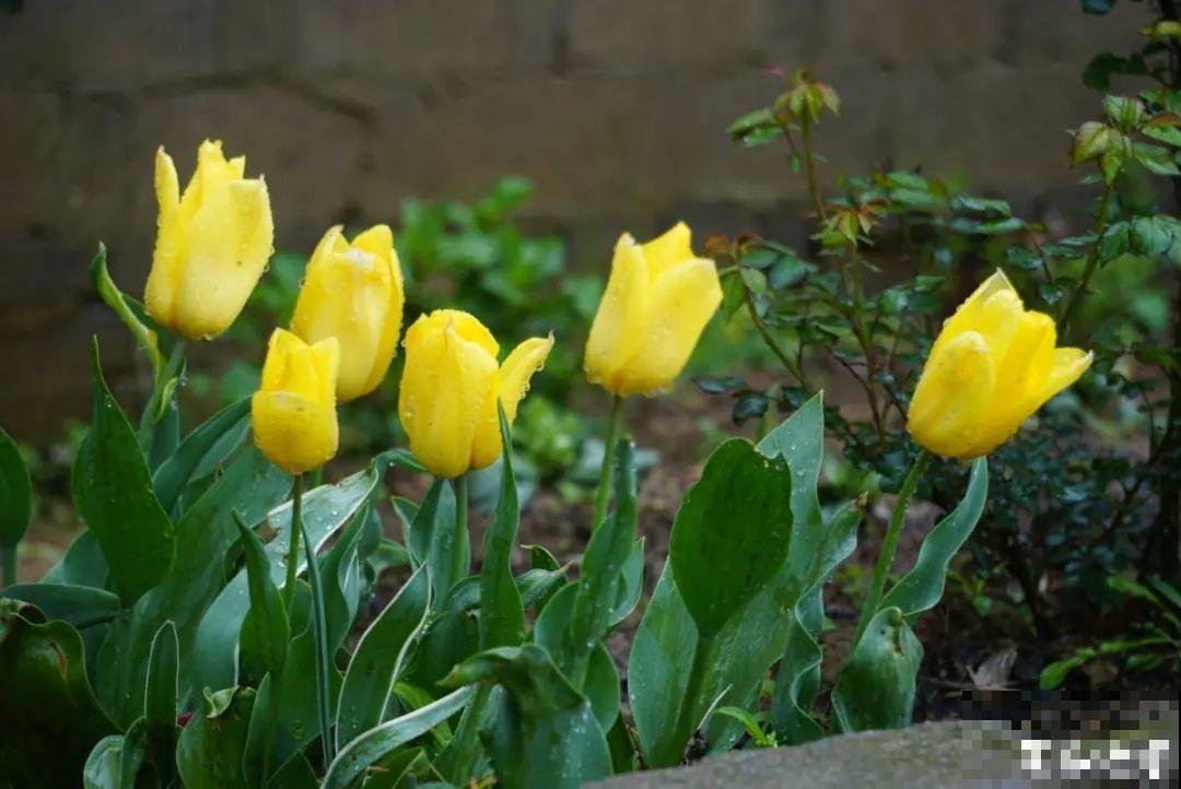 零下20℃，冻不死的花，不用搬进屋！