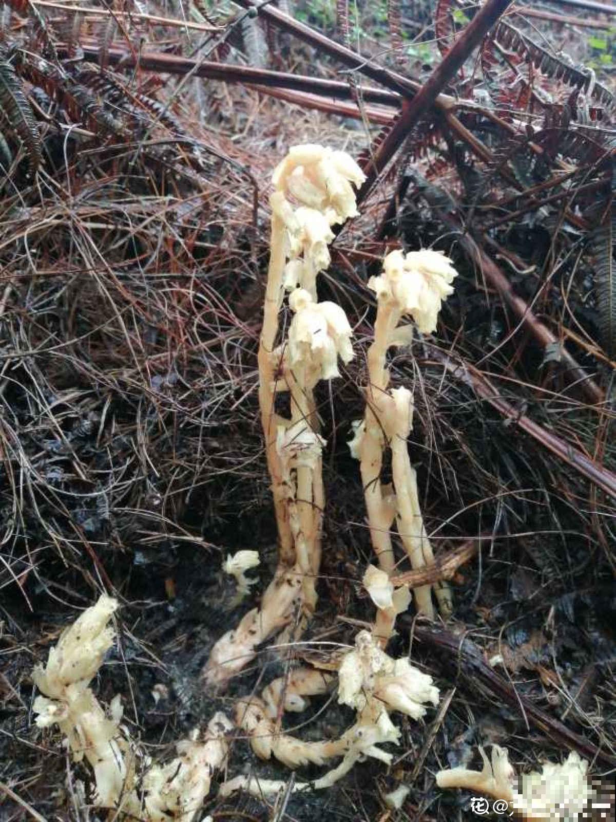 彼岸花神秘兮兮，有人说养它不吉利，其实都是迷信！