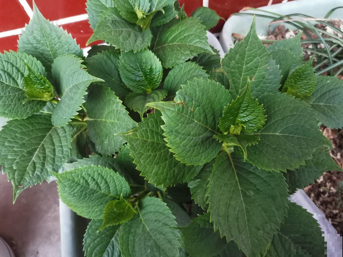 春天了,3种花要苏醒,准备修剪施肥浇水了! 春天了,3种花要苏醒,准备修剪施肥浇水了!