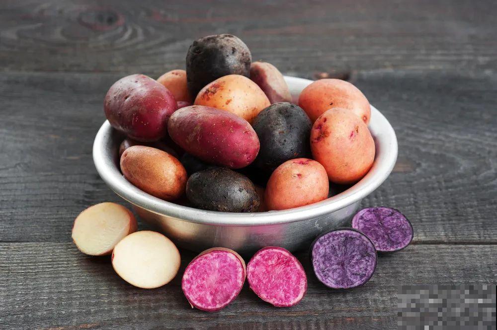 南瓜个头大的出奇，卖了2万8，比养猪还赚钱